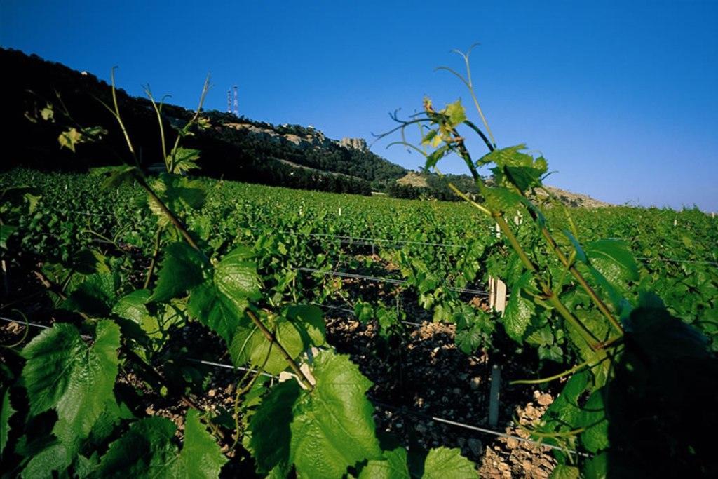 Casa Nel Vigneto Erice 게스트하우스 외부 사진